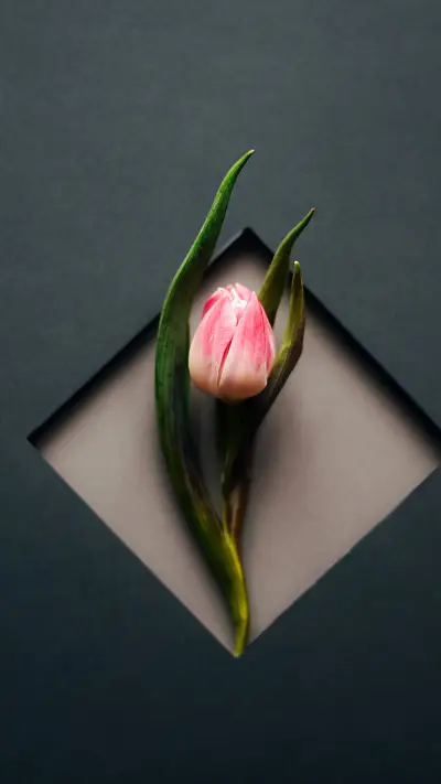 Pink tulips bloom on Women's Day