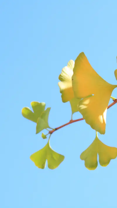 An Invigorating Autumn Climate