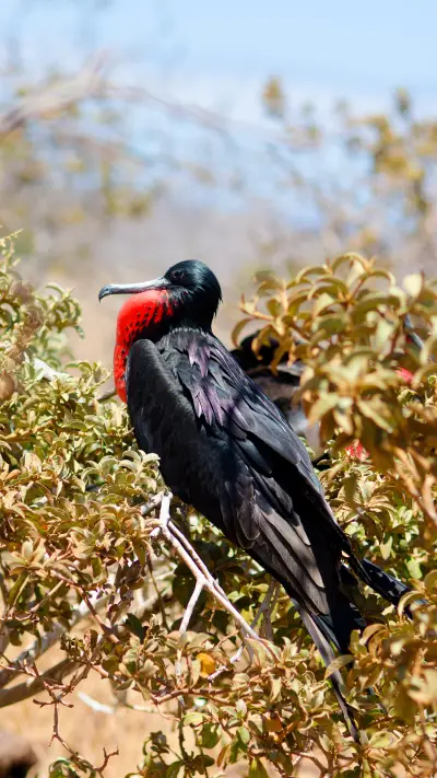 Thieves in the animal kingdom 15