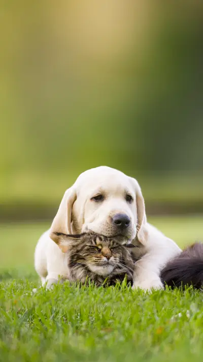 Dog and Cat Friendship