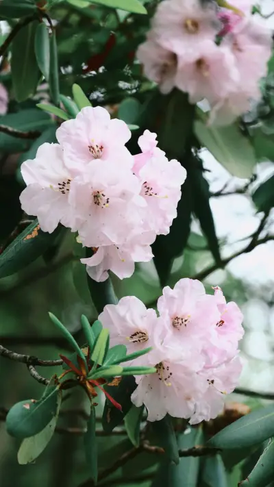 Alpine rhododendron
