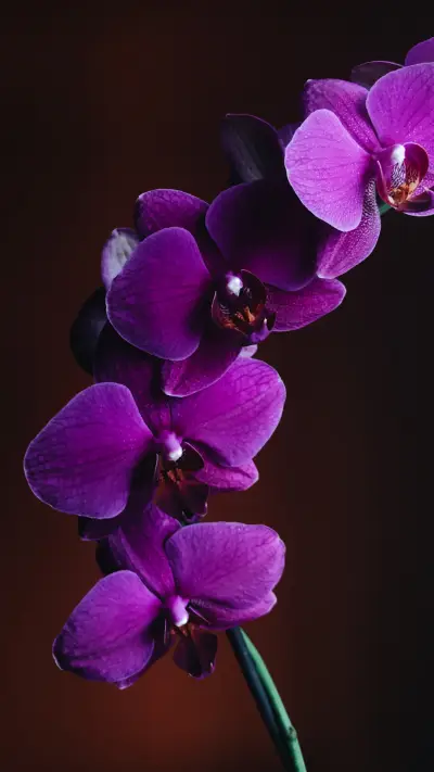 Purple (15) - Screenshot 1