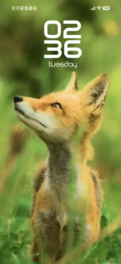 Red Fox
