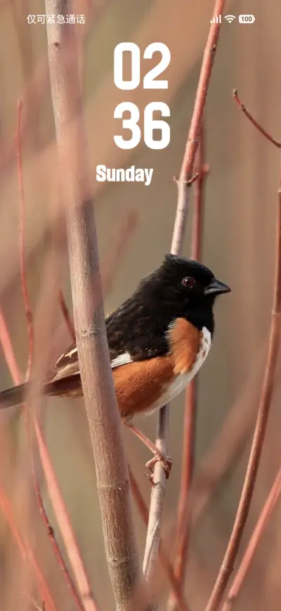 Wild Bird - Screenshot 1
