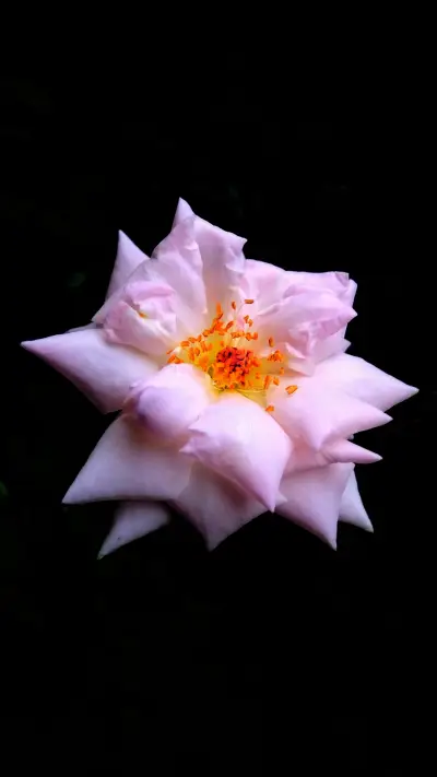 Joseph Prashanth (5)