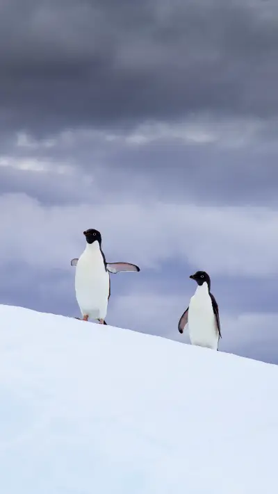 Adelie penguins, Antarctic Peninsula