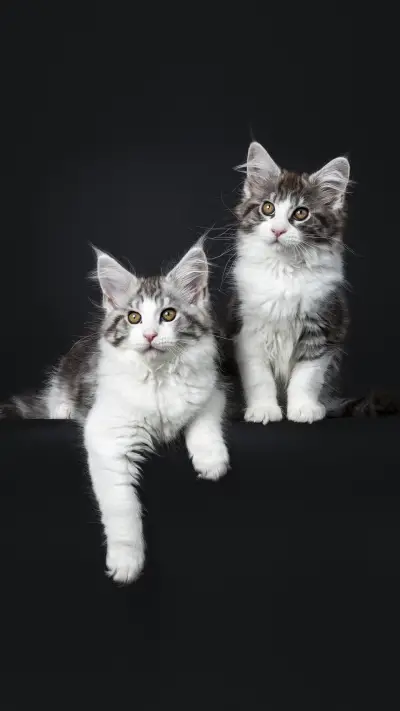 No one meow star people