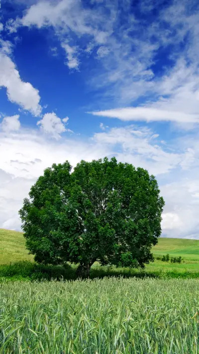 Green grass and blue sky