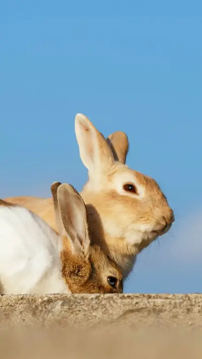 萌兔21 - Screenshot 1