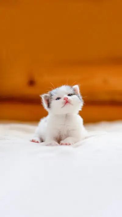 Little cute fluffy white kitten with black spots