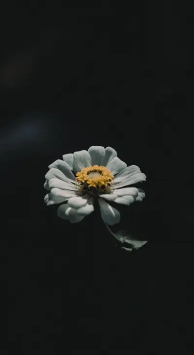 New in June (12)