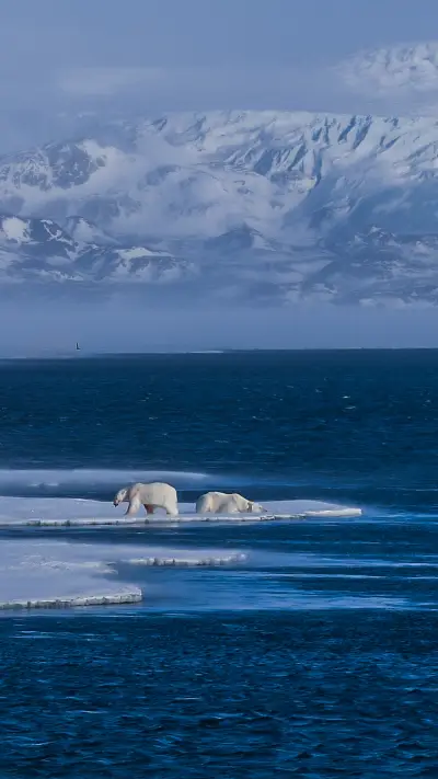 Polar Bear - Screenshot 1