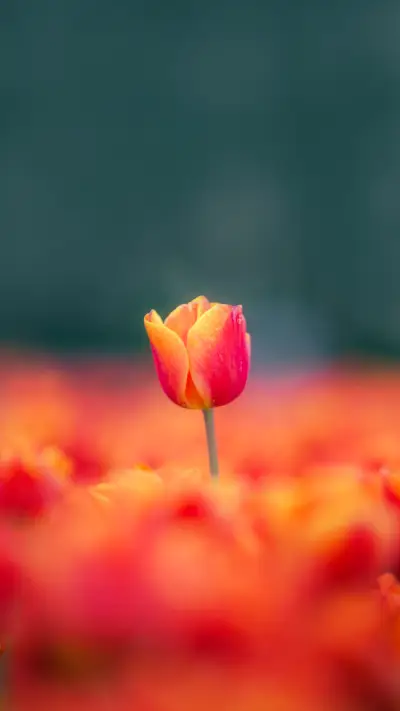 Colorful tulip fields in bloom in the Netherlands
