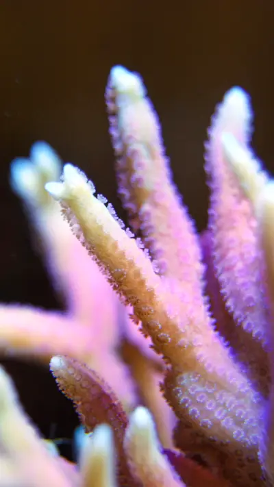 The Colours of Coral2 - Screenshot 1