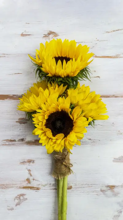 Beautiful Sunflowers