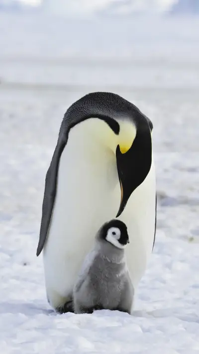 Grown Penguin with Baby