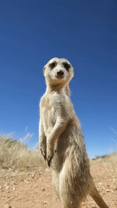 Model like animals