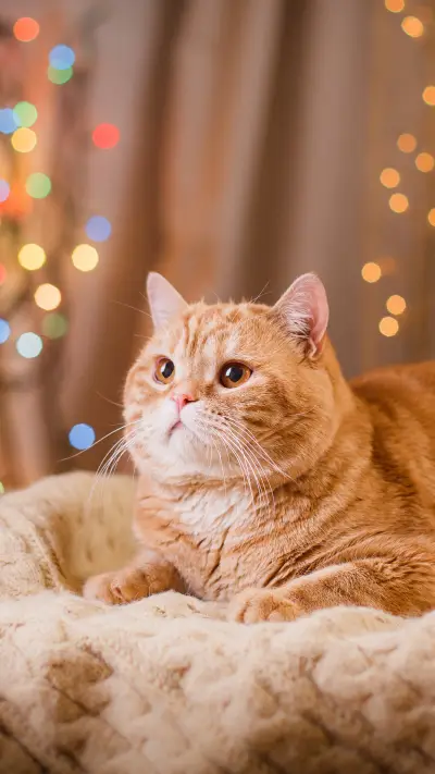 Portrait cat on a studio color background