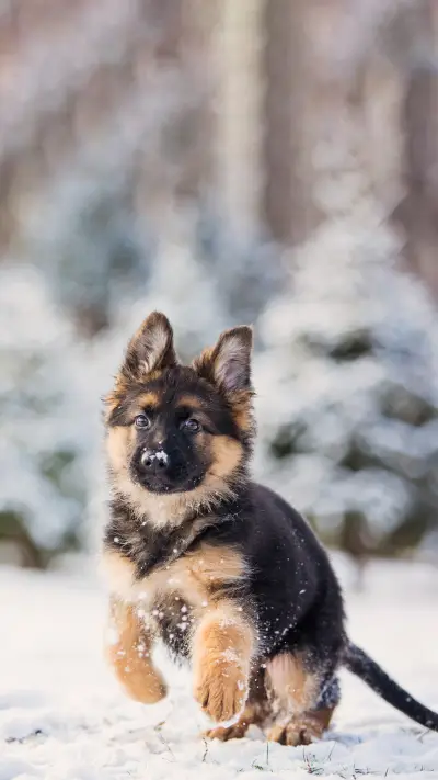 Precautions for feeding horses and dogs