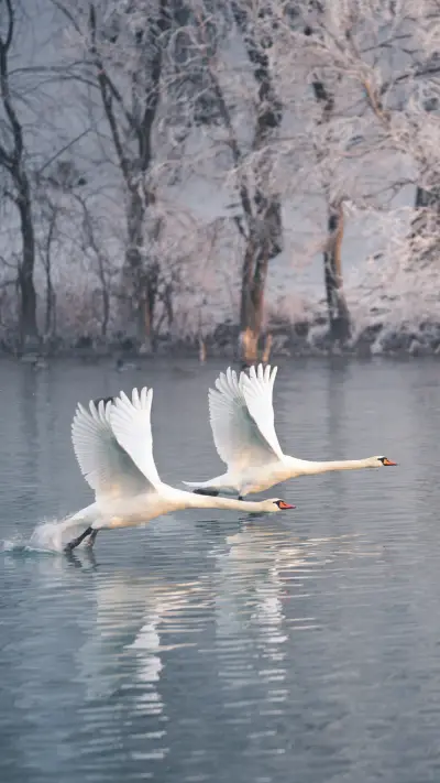 Two Swans Flying on The Water