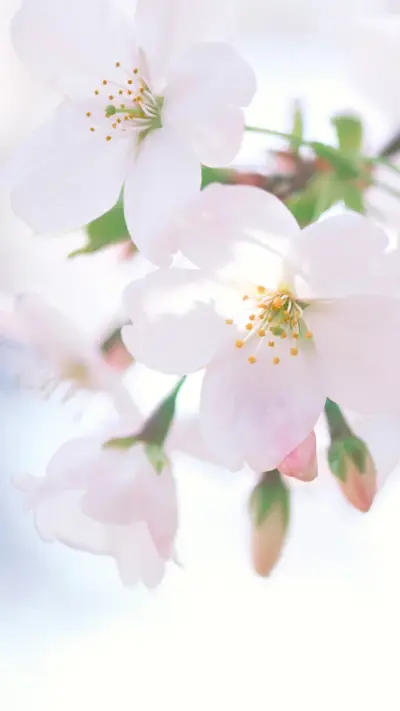 international_plan (1)