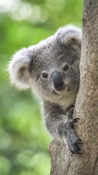 Lovely Koala Bear in A Tree