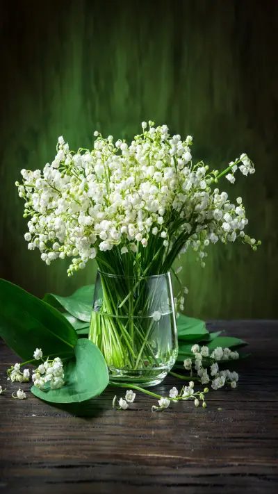 How to Cultivate Orchids 7