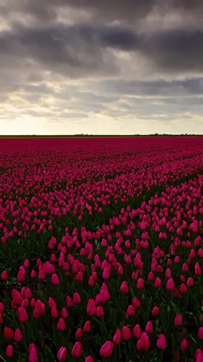 Magnificent flower fields