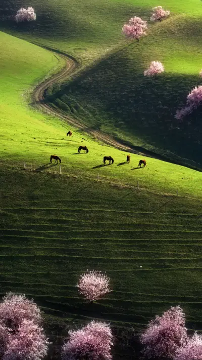 The most graceful grassland curve 1