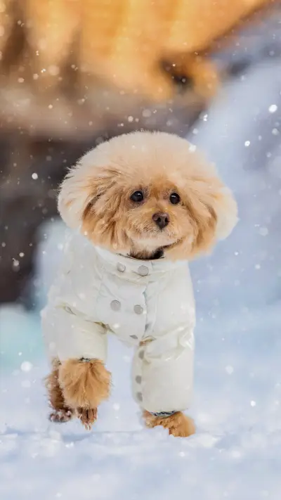 How does teddy survive the winter safely