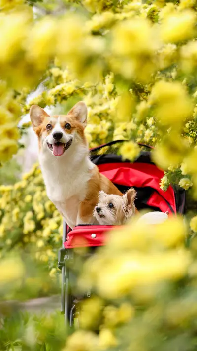 Dogs dogs 14 - Screenshot 1