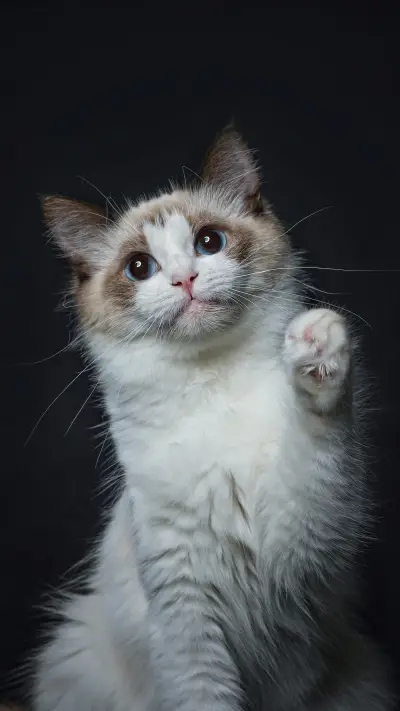 What does it mean for a cat to snore - Screenshot 1