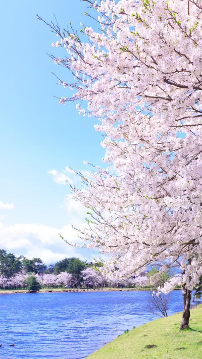 Lets have a date with sakura