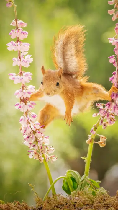 The smartest animal 3 - Screenshot 1