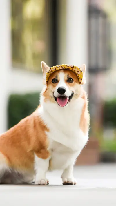 Judging from the sleeping posture of a dogs personality 0