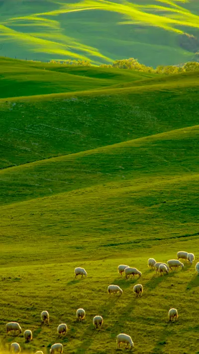 Grasslands and pastures