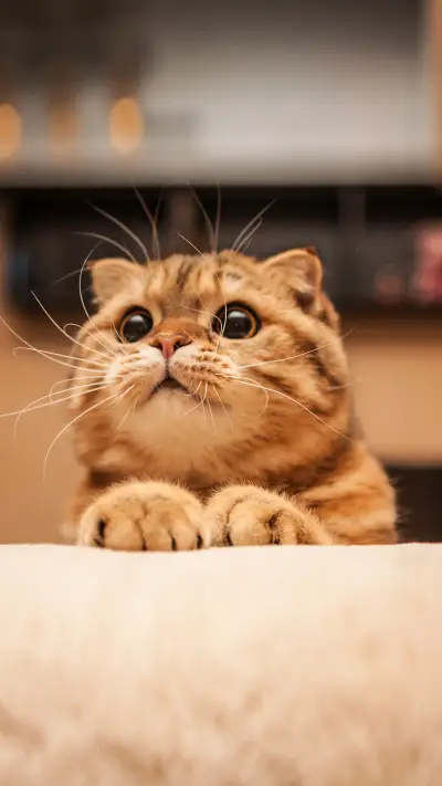 The meaning of cat actively licking you 3