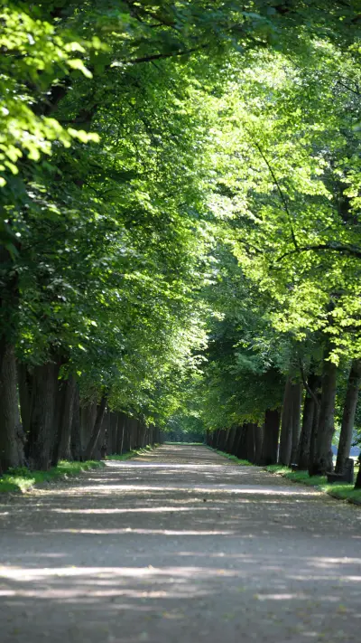 Eye-friendly forest wallpapers