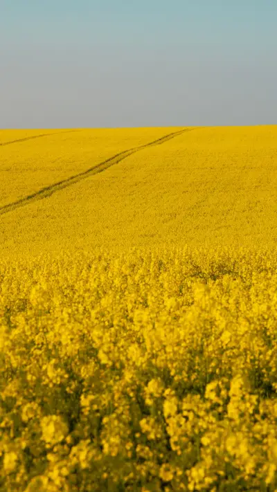Rapeseed fields in France