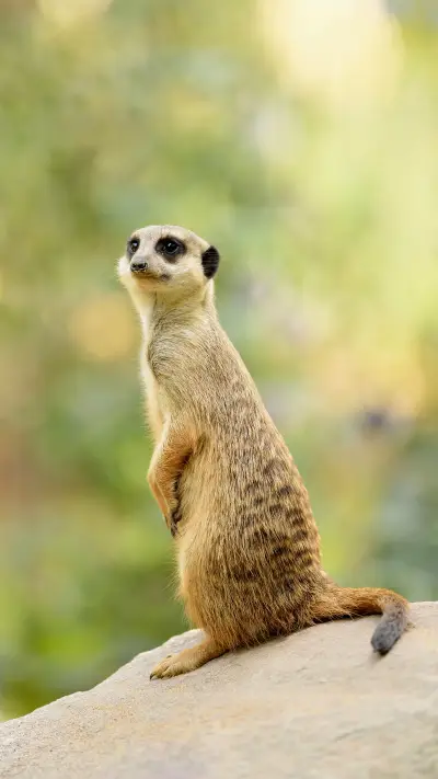 Meerkat - Screenshot 1