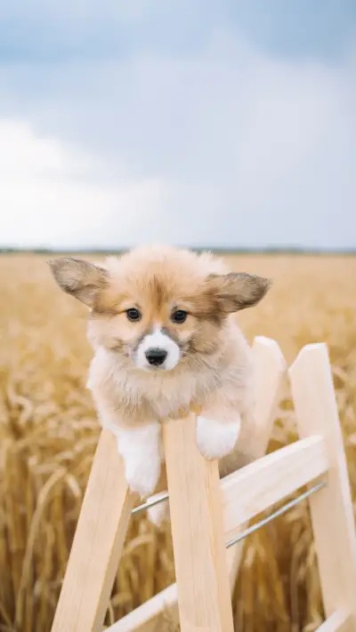 A Сorgi Puppy Playing in The Wheat Field - Screenshot 1