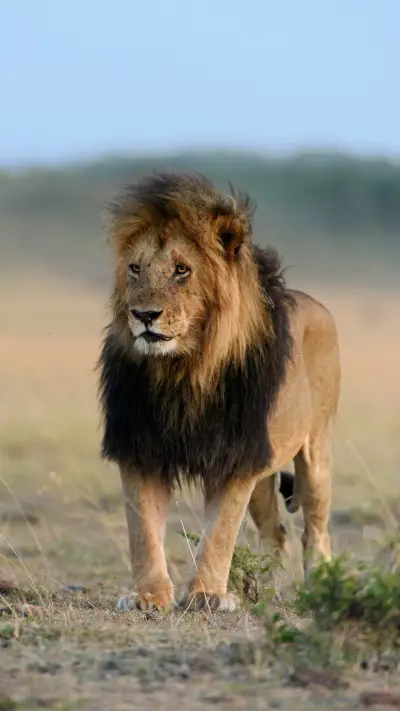 Ferocious animal hunters 79