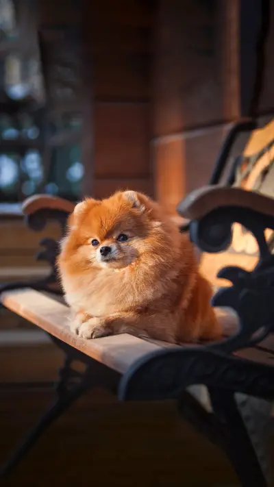 Pomeranian in the interior
