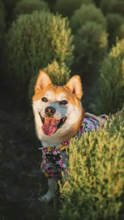 Akita dog vs Chai dog 57