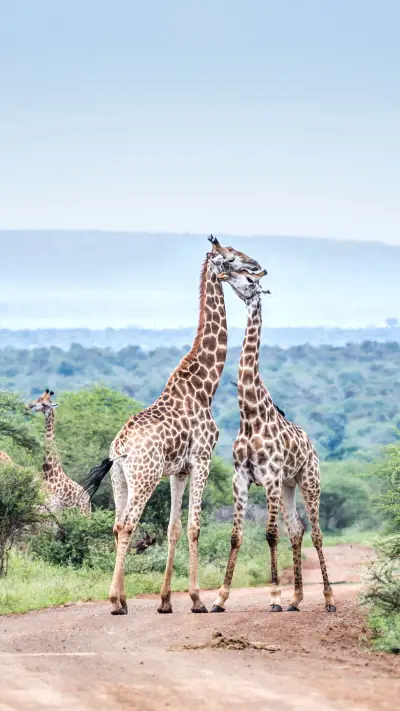 Giraffe Couple Meeting