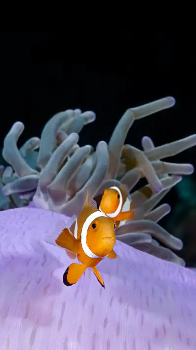 Animals can change sex