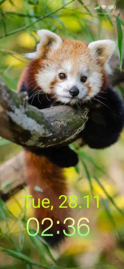 wildlife red panda