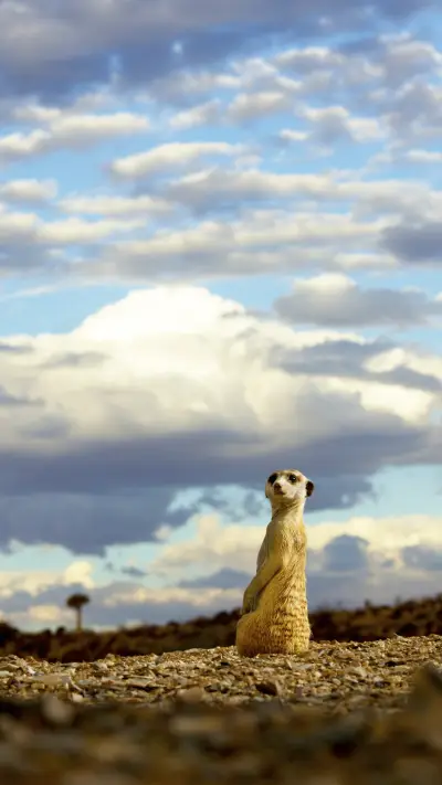 India-animal - Screenshot 1