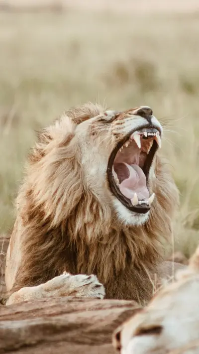 King of the Jungle B2 (1)