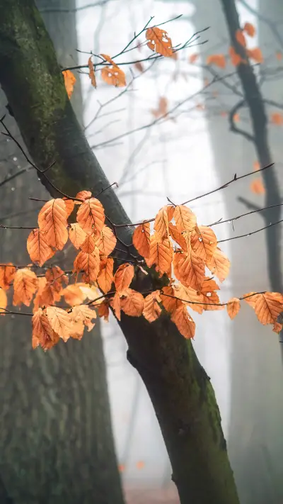 international_flower (2)